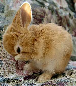Baby Rabbit