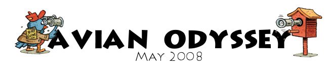 2008 Avian Odyssey