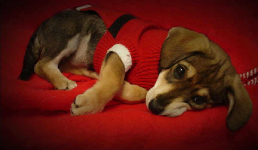 Ho Ho Home for the Holidays Puppy