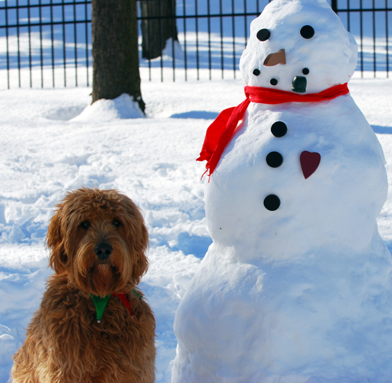 Dog and Snowman