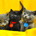 kittens for foster.jpg